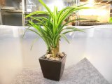 フェイクグリーン　７（光触媒）鉢径７×高さ２４cm