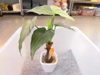 フェイクグリーン　６（光触媒）鉢径７×高さ２８cm