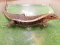 美！　ヒラオオビトカゲ　約４０cm　１