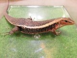 美！　ヒラオオビトカゲ　約４０cm　１