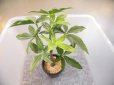 画像2: フェイクグリーン　１３　鉢径２６×高さ７．５cm (2)