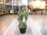 フェイクグリーン　１０　鉢径１３×高さ４２cm