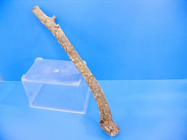 画像1: 天然コルクの枝　４（48×5cm）