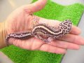 美！　ボールドストライプマックスノー（ヒョウモントカゲモドキ）　約１５cm♀　Ｓ１
