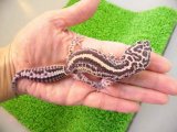 美！　ボールドストライプマックスノー（ヒョウモントカゲモドキ）　約１５cm♀　Ｓ１