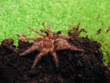 美！　チャコゴールデンストライプニー　約２cm　１