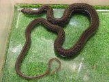 美！　チャパラガータースネーク　約４５cm　１