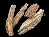 天然樹皮１枚　縦２５〜４０×幅６〜１５cm　