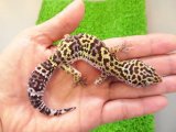 美！　マックスノージャイアント（ヒョウモントカゲモドキ）　約１３cm　たぶん♀　１