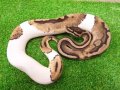 美！　ボールパイソン（パイボール）　約６０cm♀　２