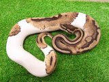 美！　ボールパイソン（パイボール）　約６０cm♀　２