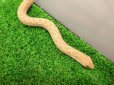 画像3: 美！　セイブシシバナヘビ（アルビノ）　約３０cm　１　