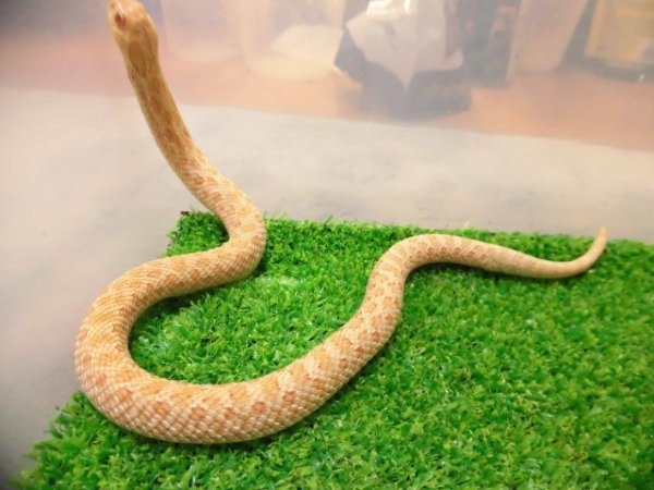 画像1: 美！　セイブシシバナヘビ（アルビノ）　約３０cm　１　
