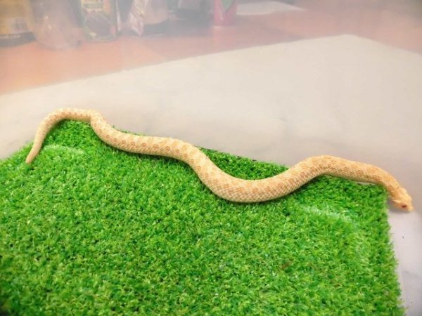 画像2: 美！　セイブシシバナヘビ（アルビノ）　約３０cm　１　