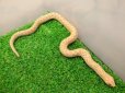 画像4: 美！　セイブシシバナヘビ（アルビノ）　約３０cm　１　