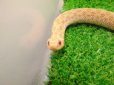 画像6: 美！　セイブシシバナヘビ（アルビノ）　約３０cm　１　