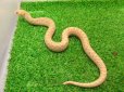 画像7: 美！　セイブシシバナヘビ（アルビノ）　約３０cm　１　