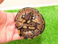 美！　ボールパイソン（グラナイトhetアルビノ）　約３５cm♀　１