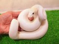 美！　ボールパイソン　ブルーアイリューシ（レッサーモハベ）レオパード　約６０cm♂　１