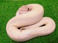 美！　ボールパイソン（アイボリーレオパード）　約４５cm♂　１