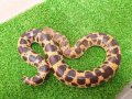 美！　ミューラーサンドボア　約５０cm　１