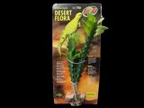 ユーフォルビア　約26cm