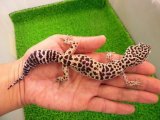 美！　パンジャブ（ヒョウモントカゲモドキ）　約１６cm♀　１