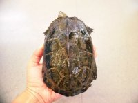 美！　クサガメ　約１５.５cm♀　１