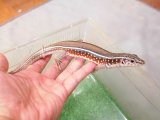 美！　カーステンオビトカゲ　たぶん♀　約２５cm　１