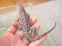 美！　ハグルマブキオトカゲ　約１８cm♀　１