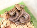 美！　シマヘビ　約８０cm　１