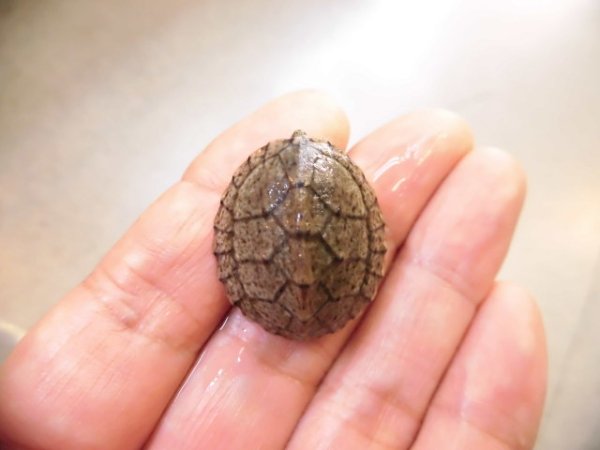 画像3: 美！　カブトニオイガメ　約２cm　１
