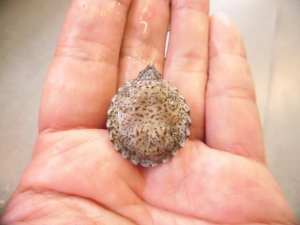 画像6: 美！　カブトニオイガメ　約２cm　１