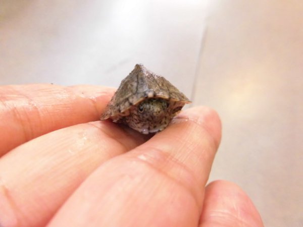 画像5: 美！　カブトニオイガメ　約２cm　１