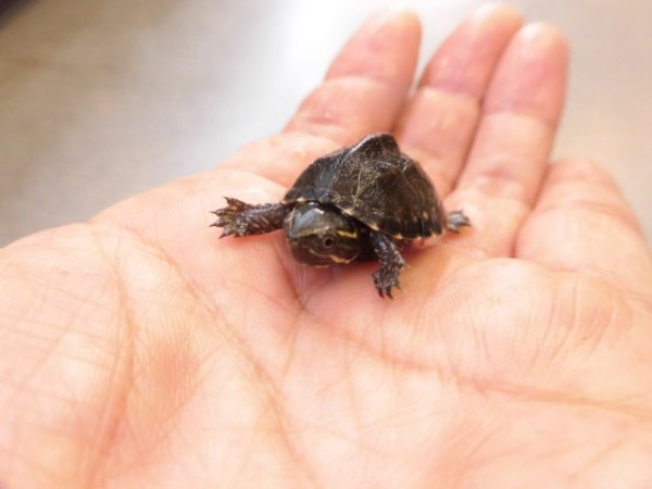 画像5: 美！　ミシシッピニオイガメ　約２cm　１