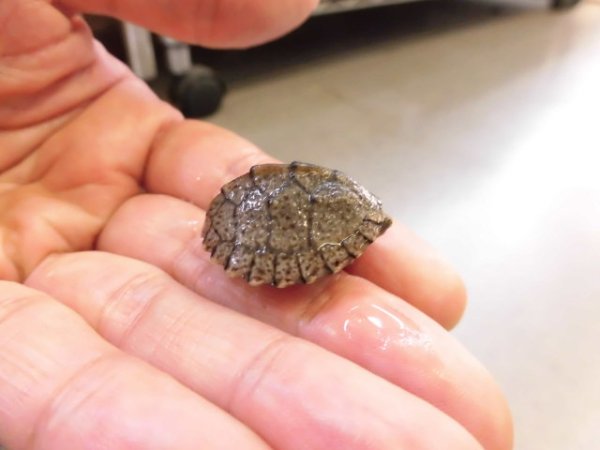 画像4: 美！　カブトニオイガメ　約２cm　１