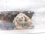 美！　カブトニオイガメ　約２.５〜３cm　