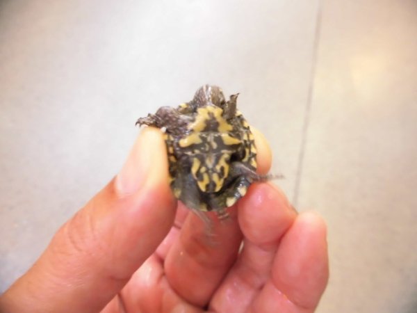 画像6: 美！　ミシシッピニオイガメ　約２cm　１