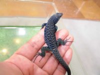 美！　ポーラーカベカナヘビＣＢ　約１７cm♂　１