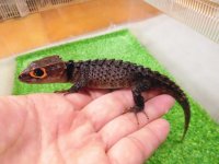 美！　アカメカブトトカゲ　約１８cm♀　１