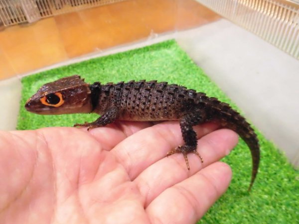 画像1: 美！　アカメカブトトカゲ　約１８cm♀　１