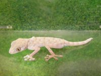 美！　ハッセルトウチワヤモリ　約１１cm♀　１