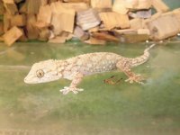 美！　ムーアカベヤモリ（完尾）　約１０cm♀　