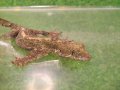 美！　クーリートビヤモリ　約１５cm♀　１