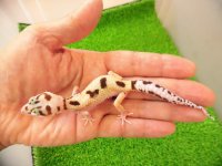 美！　ジャングル　（ヒョウモントカゲモドキ）　約１２cm　たぶん♀　１