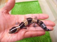 美！　ニシアフリカトカゲモドキ（CB）　約１１cm　たぶん♀　１