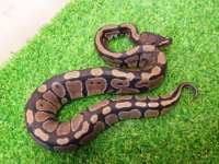 美！　ボールパイソン（2024FH）　約３０cm♀　１