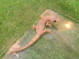 美！　メルカトールナキヤモリ　約１２cm♀　１
