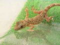 美！　グロスマンヤモリ（マーブルゲッコー）　約１７cm♀　２