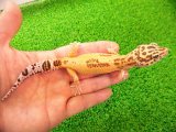 美！　タンジェリントレンパーアルビノ（ヒョウモントカゲモドキ）　約１３cm♂　１